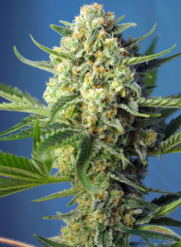 S.A.D. Automatic Feminised Seeds