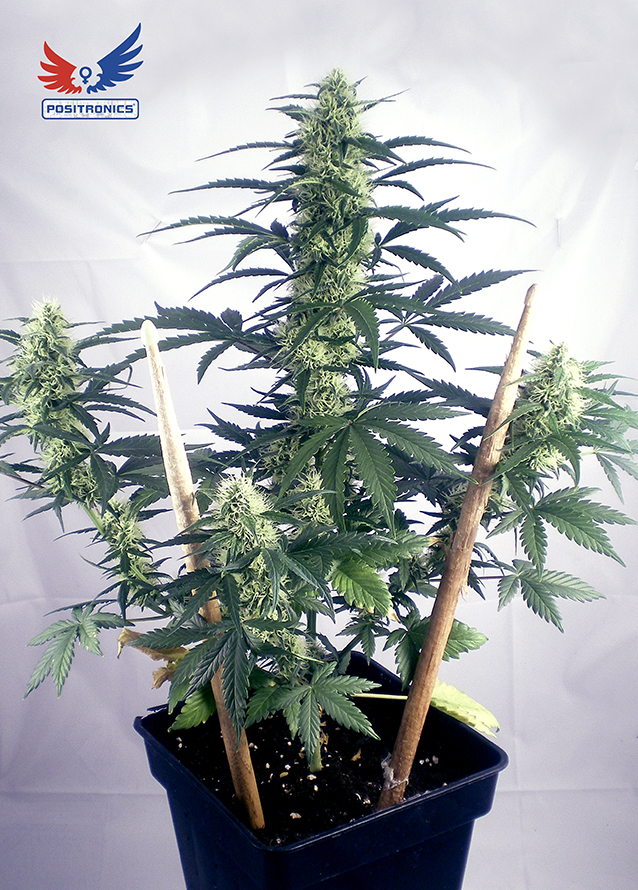 May Day Auto Feminised Seeds