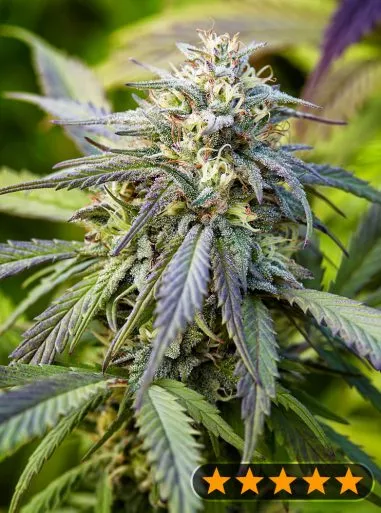 Afghan Kush Auto Feminised Seeds