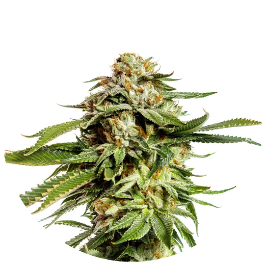 Super Scoop Feminised Seeds