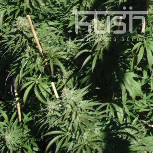 Sour Kush Feminised Seeds