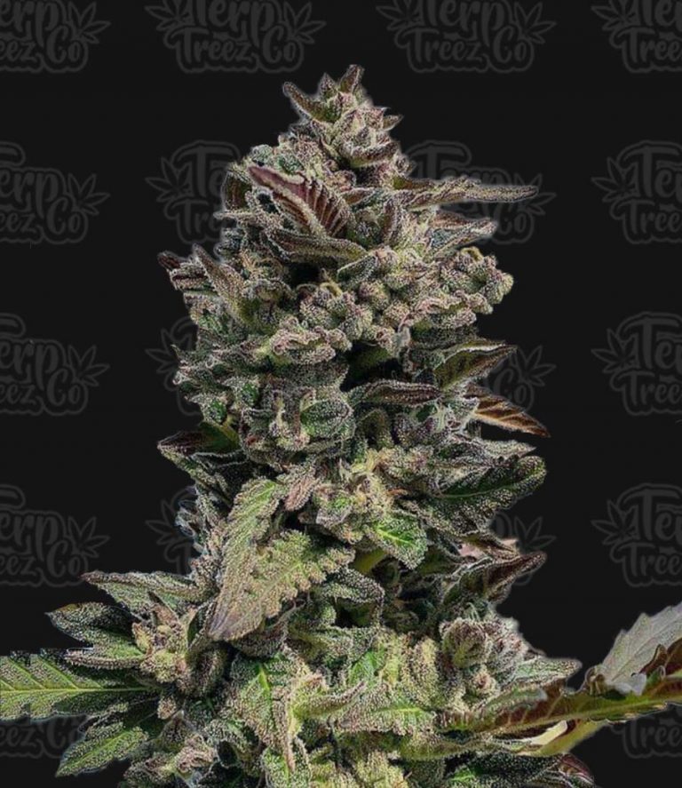 Auto Forbidden Mints Feminised Seeds