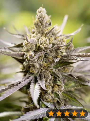 Watermelon Auto Feminised Seeds