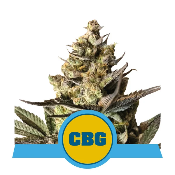 Royal CBG Auto Feminised Seeds