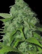 Purple Pinecone Feminised Seeds