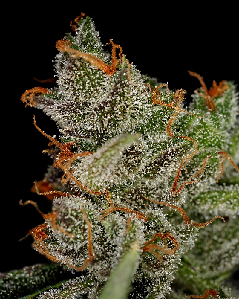 Banana Krumble Feminised Seeds