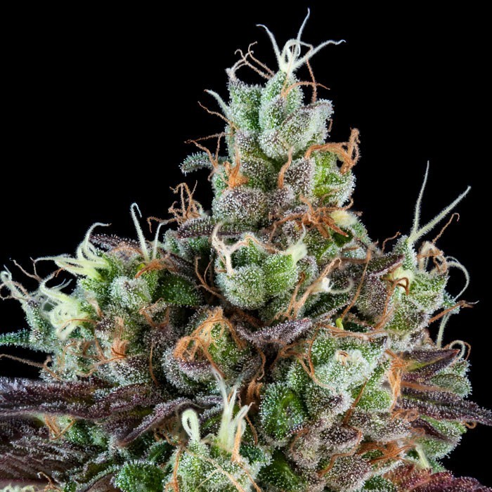 Sour Ripper Feminised Seeds