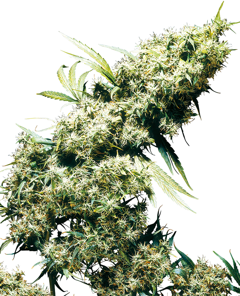 Jamaican Pearl Feminised Seeds