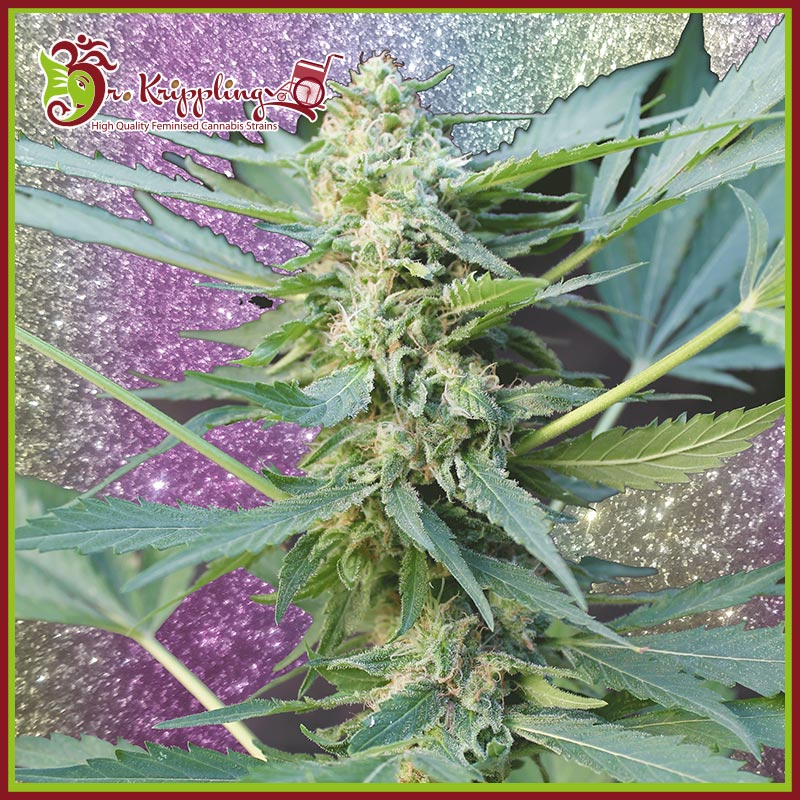 Mango Chutney Auto Feminised Seeds