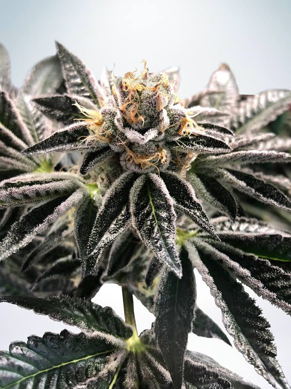 Mandarin Gelato Feminised Seeds