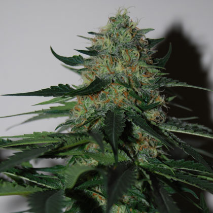 Pineapple Gum Feminised Seeds