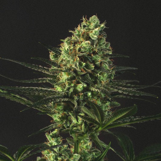 Goldenberry Feminised Seeds