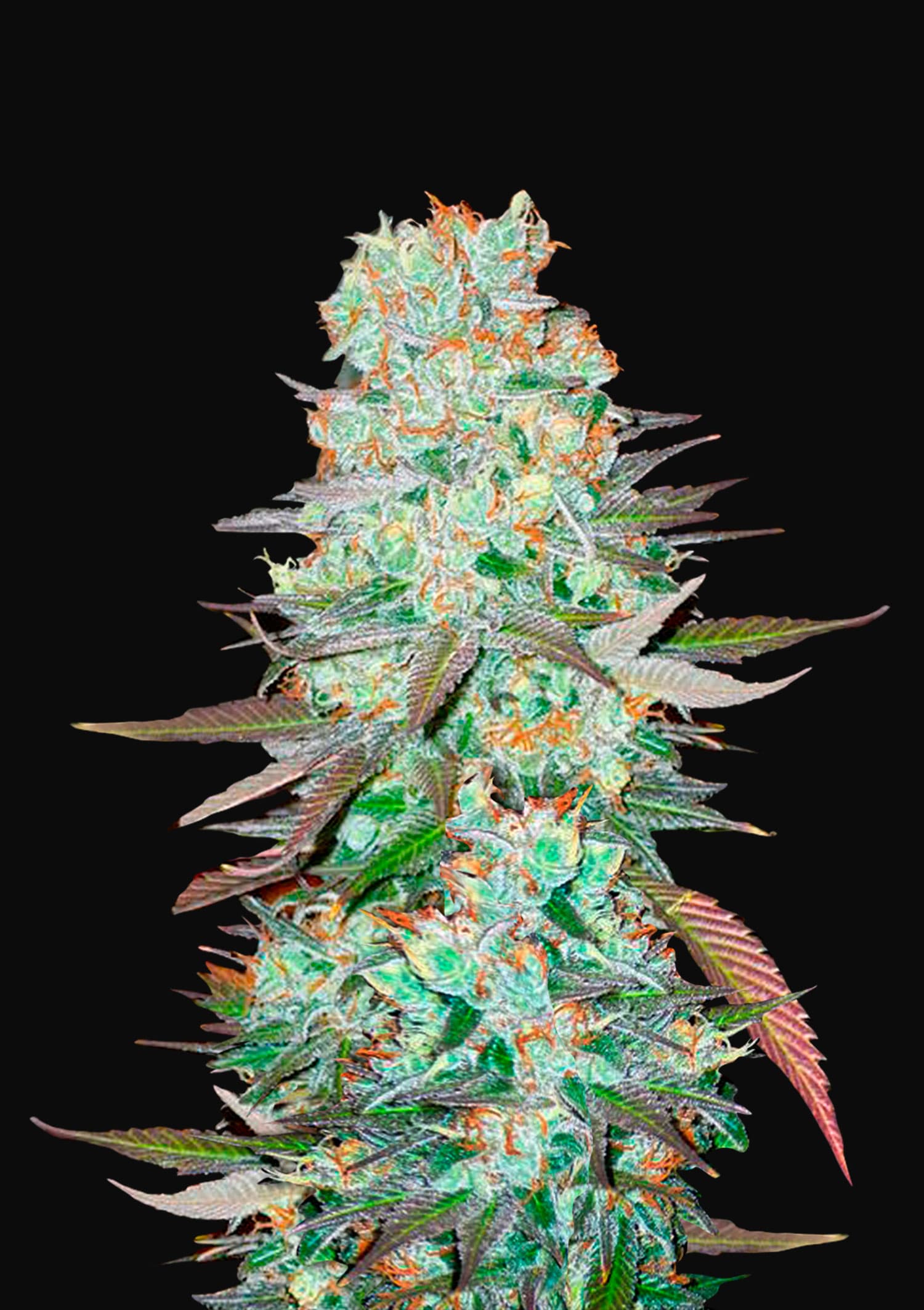 G14 Feminised Seeds