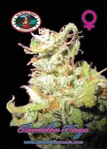 Buddha Haze Feminised Seeds