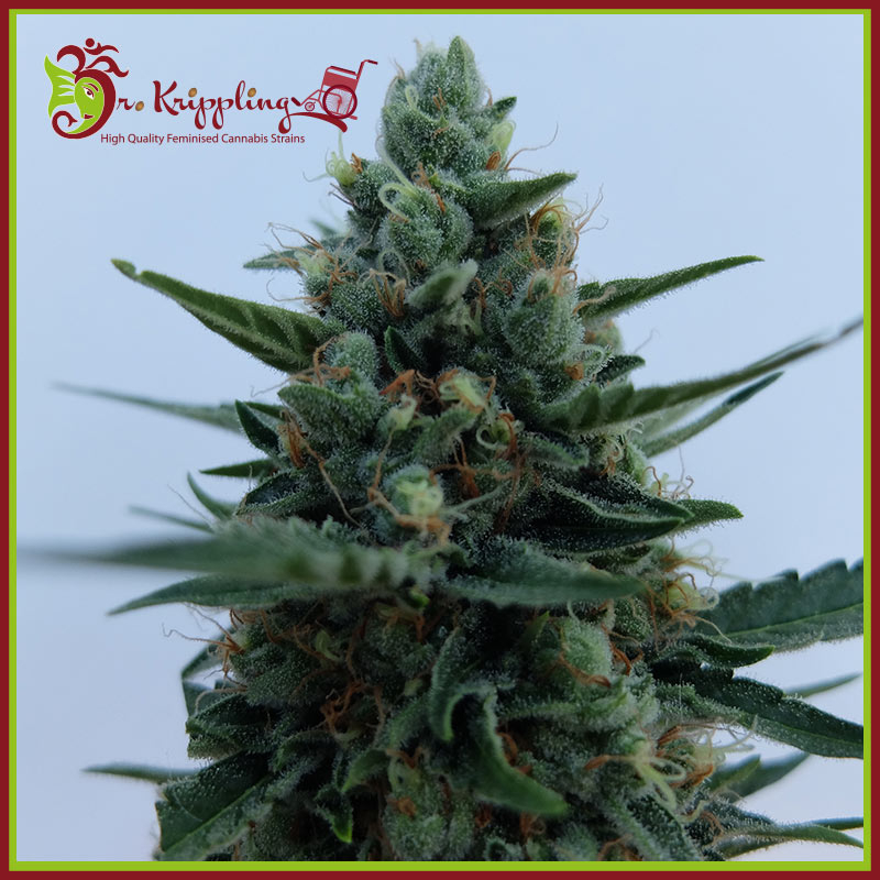 White Rush Auto Feminised Seeds
