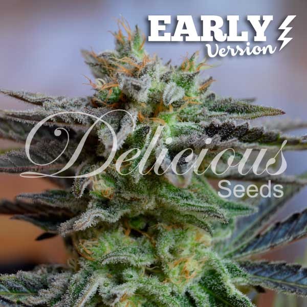Sugar Black Rose F1 Rapid Feminised Seeds