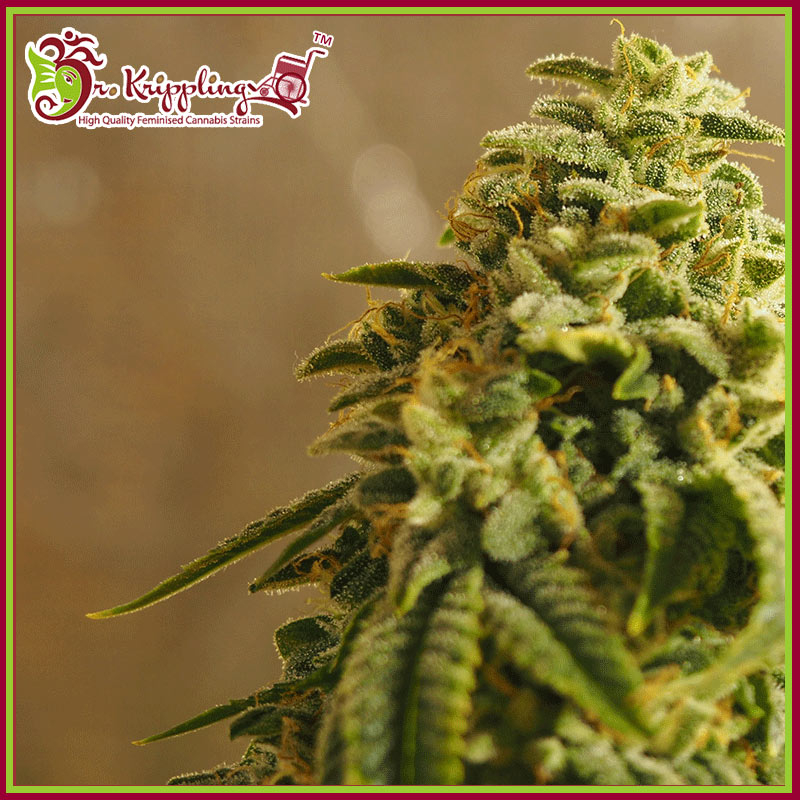 Sherbert Gorilla Feminised Seeds