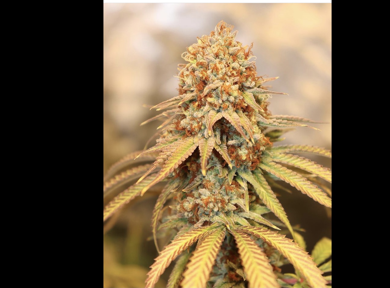 Pineapple Gummy Feminised Seeds