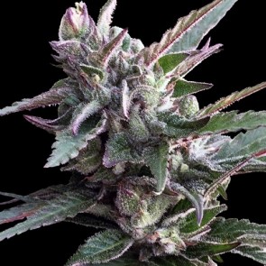 Thai Chi Feminised Cannabis Seeds Ace Seeds