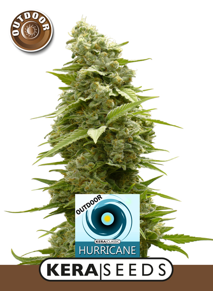 Hurricane Outdoor Feminised Seeds
