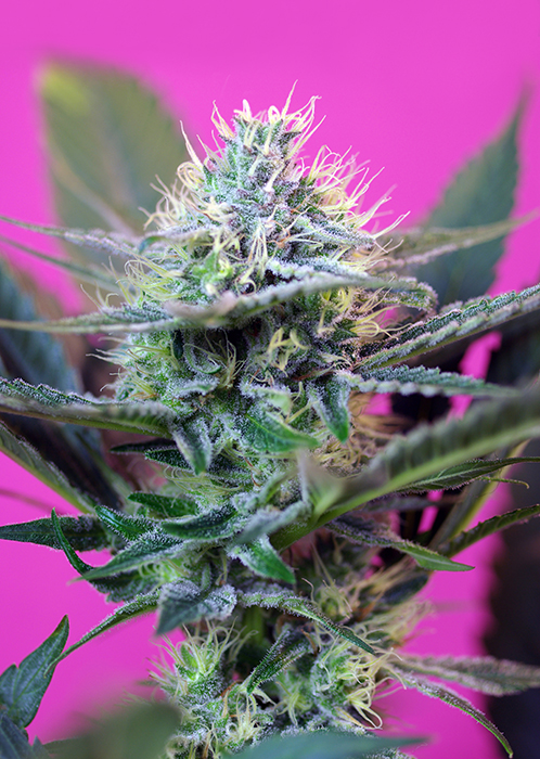 + Speed Auto Feminised Seeds