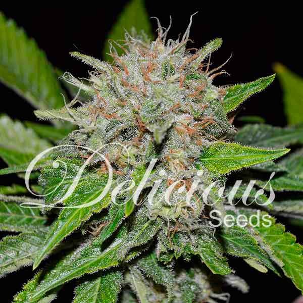 Deep Mandarine Feminised Seeds