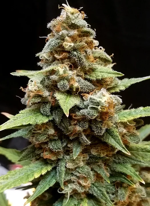 Gorilla Lemon Fire Feminised Seeds