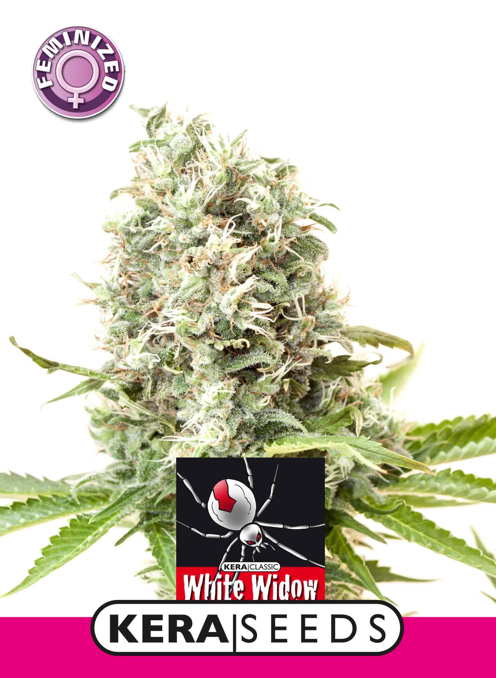 White Widow Feminised Seeds