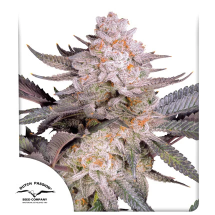 Orange Bud 2.0 Feminised Seeds