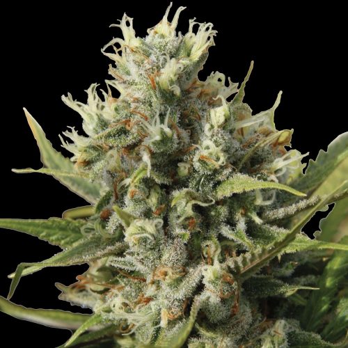 Bubblegun Regular Spliff Seeds