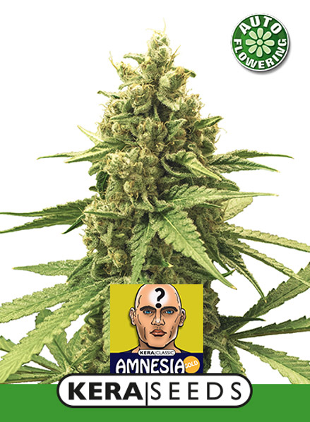 Amnesia Auto Feminised Kera Seeds
