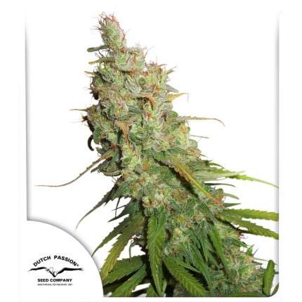 Auto Desfran Feminised Seeds