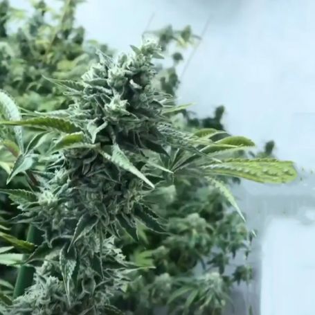 Lemon Miracle Feminised Seeds