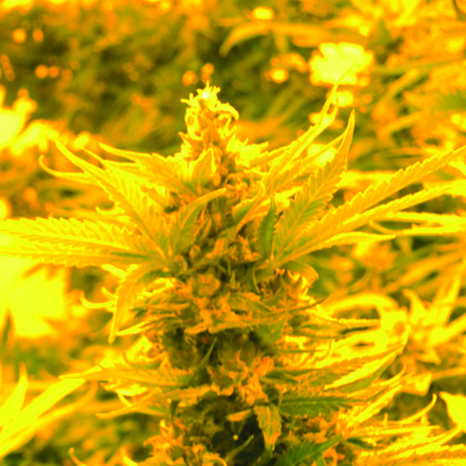 Cheesy Headband Feminised Emerald Triangle Seeds