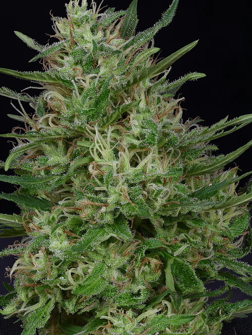 Don Green Crack Feminised Seeds