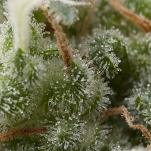 Auto Super Hash Feminised Seeds