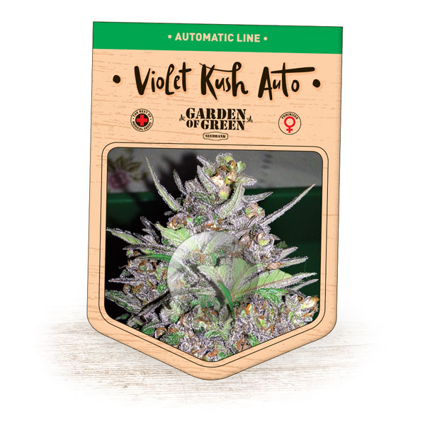 Violet Kush Auto Feminised Seeds