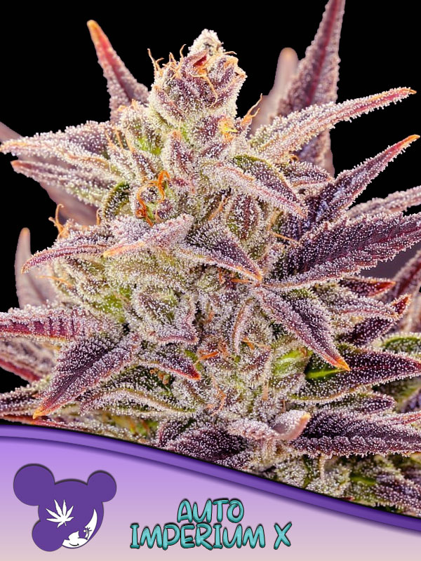 Auto Imperium X Feminised Seeds