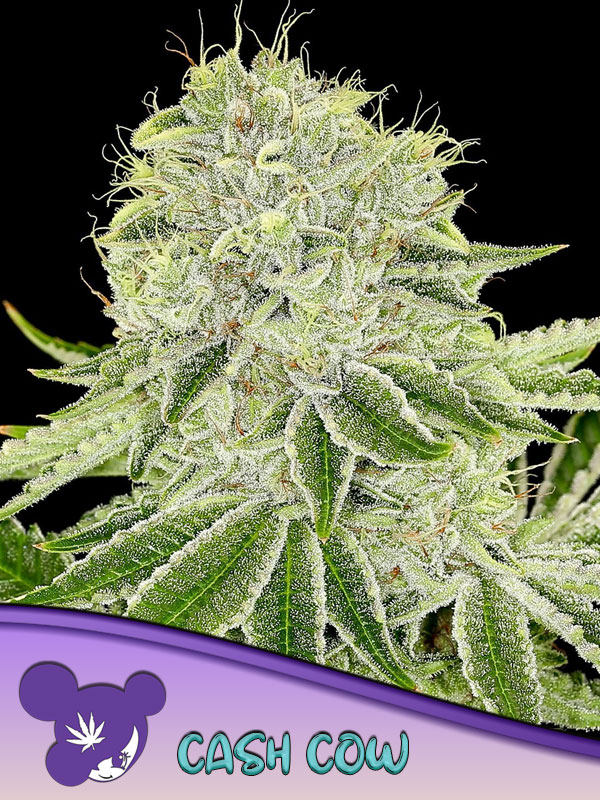 Cash Cow Feminised Cannabis Seeds Anesia Seeds