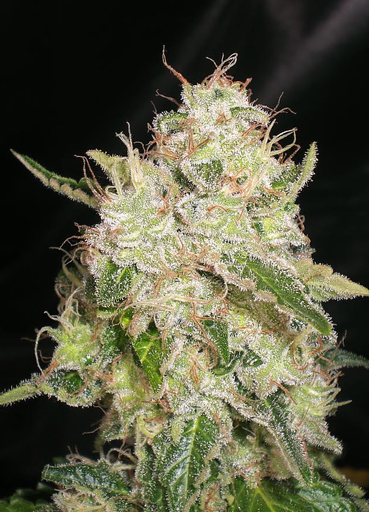 White Chronic Feminised Seeds