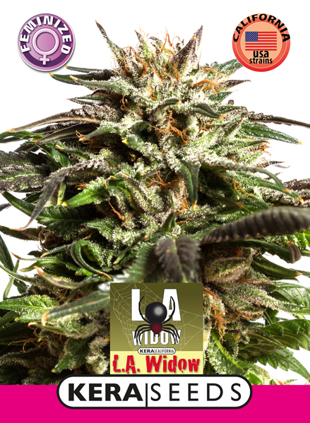 LA Widow Feminised Seeds