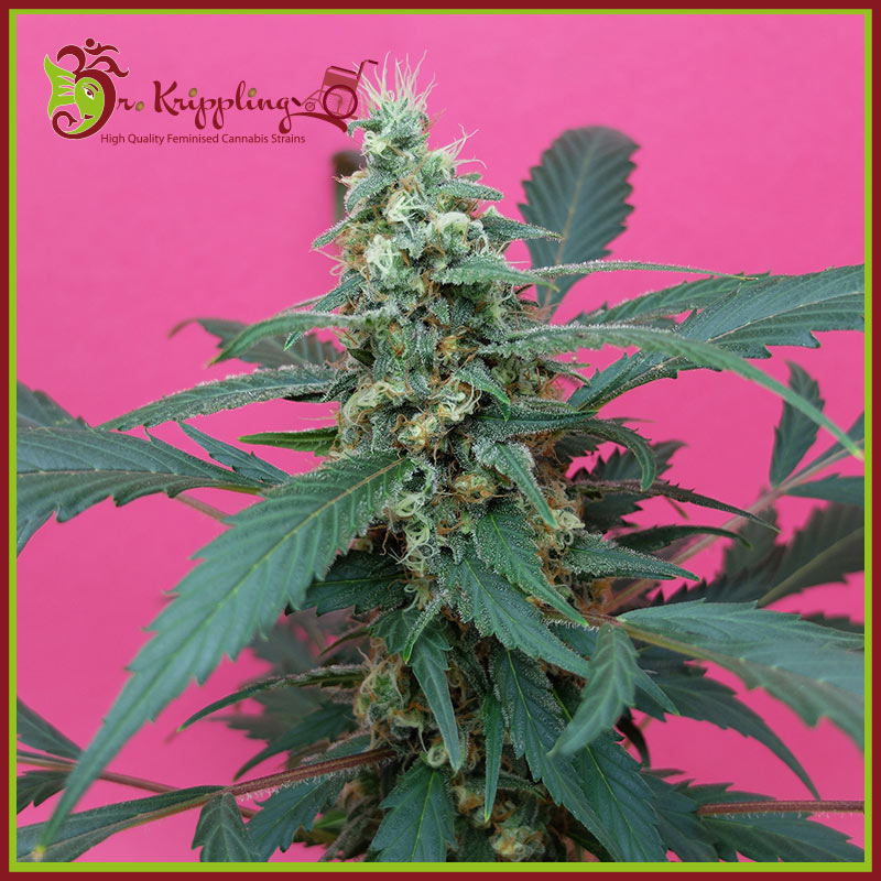 Mong-U-Mental Feminised Seeds