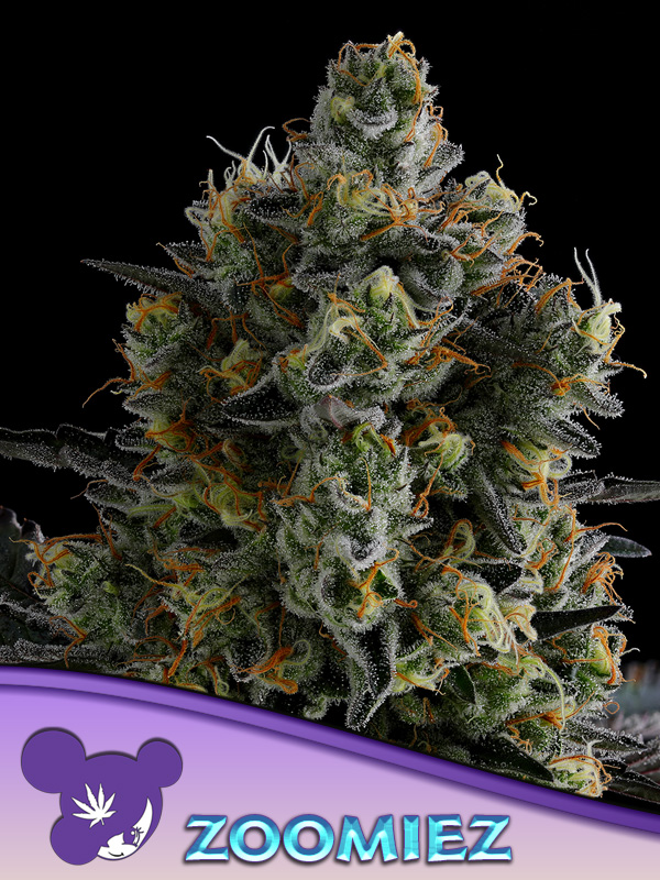 Zoomiez Feminised Cannabis Seeds Anesia Seeds