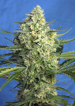 Jack 47 XL Auto Feminised Seeds