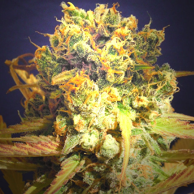 Dr Bruce Banner Feminised Seeds
