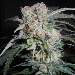 Zamaldelica x Kali China Feminised Cannabis Seeds