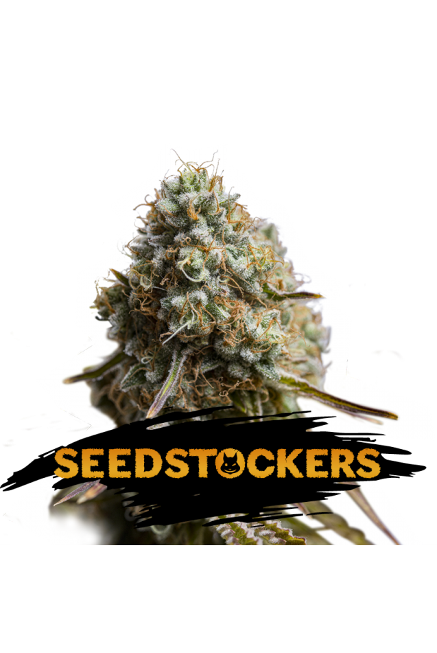 Wedding Glue Auto Feminised Seeds