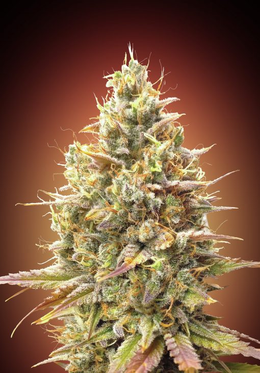 Auto Strawberry Banana Feminised Seeds