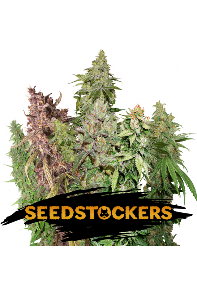 XXL Fem Mix  3 each of BCN Critical XXL, Big Bud, BCN Power Plant & Northern Lights Feminised Seeds
