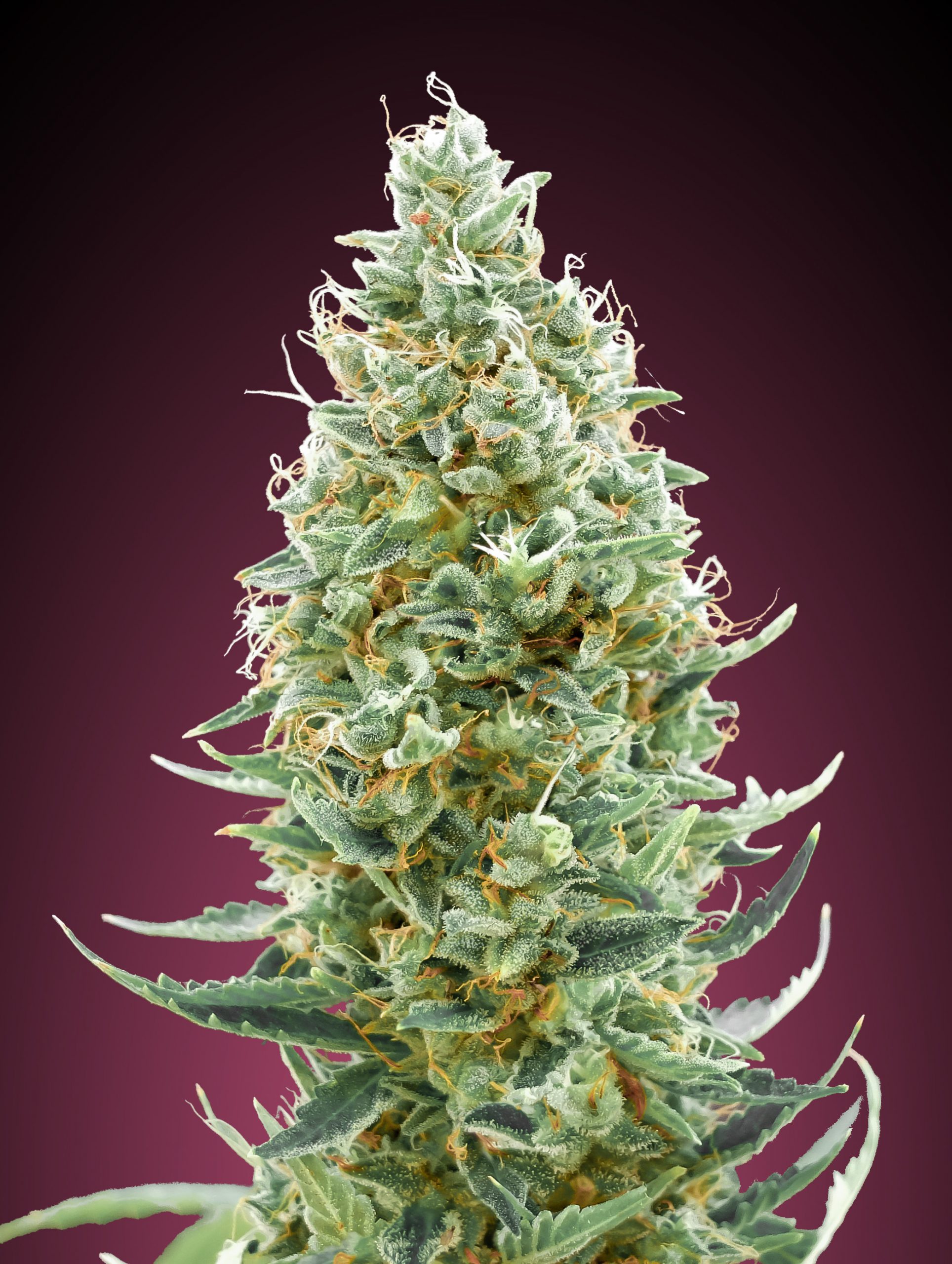 Amnesia FAST Feminised Advance Seeds